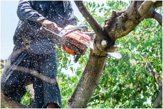 tree services Beaver Springs